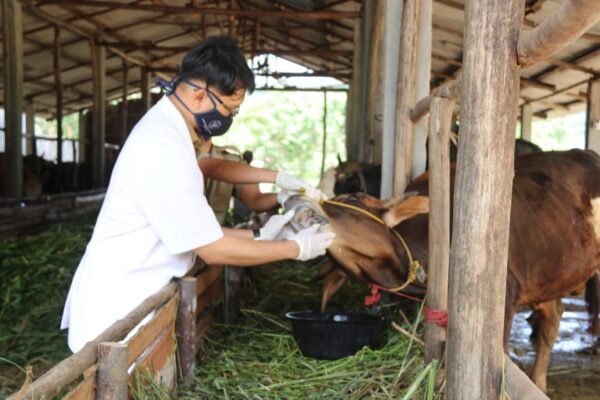 Stok Hewan Kurban di Tanjungpinang Surplus