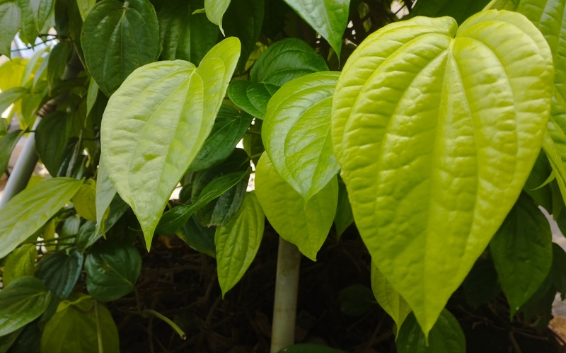 Redakan Nyeri Sakit Gigi dengan Daun Sirih