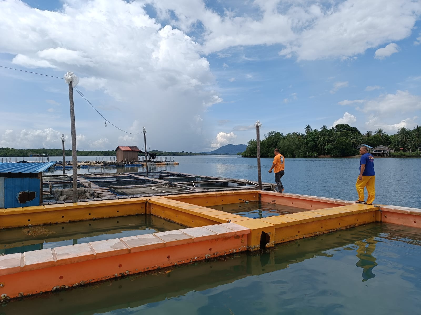 Ribuan Ikan Kerapu dan Kakap Putih Hasil Budidaya di Bintan Mati Massal