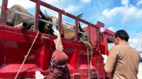 Kebutuhan Hewan Kurban di Kepri Meningkat 10 Persen, Tersedia 18 Ribu Ekor
