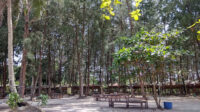 Wisata Alam Bintan Blue Coral: Jejeran Pepohonan Pinus yang Menyejukkan