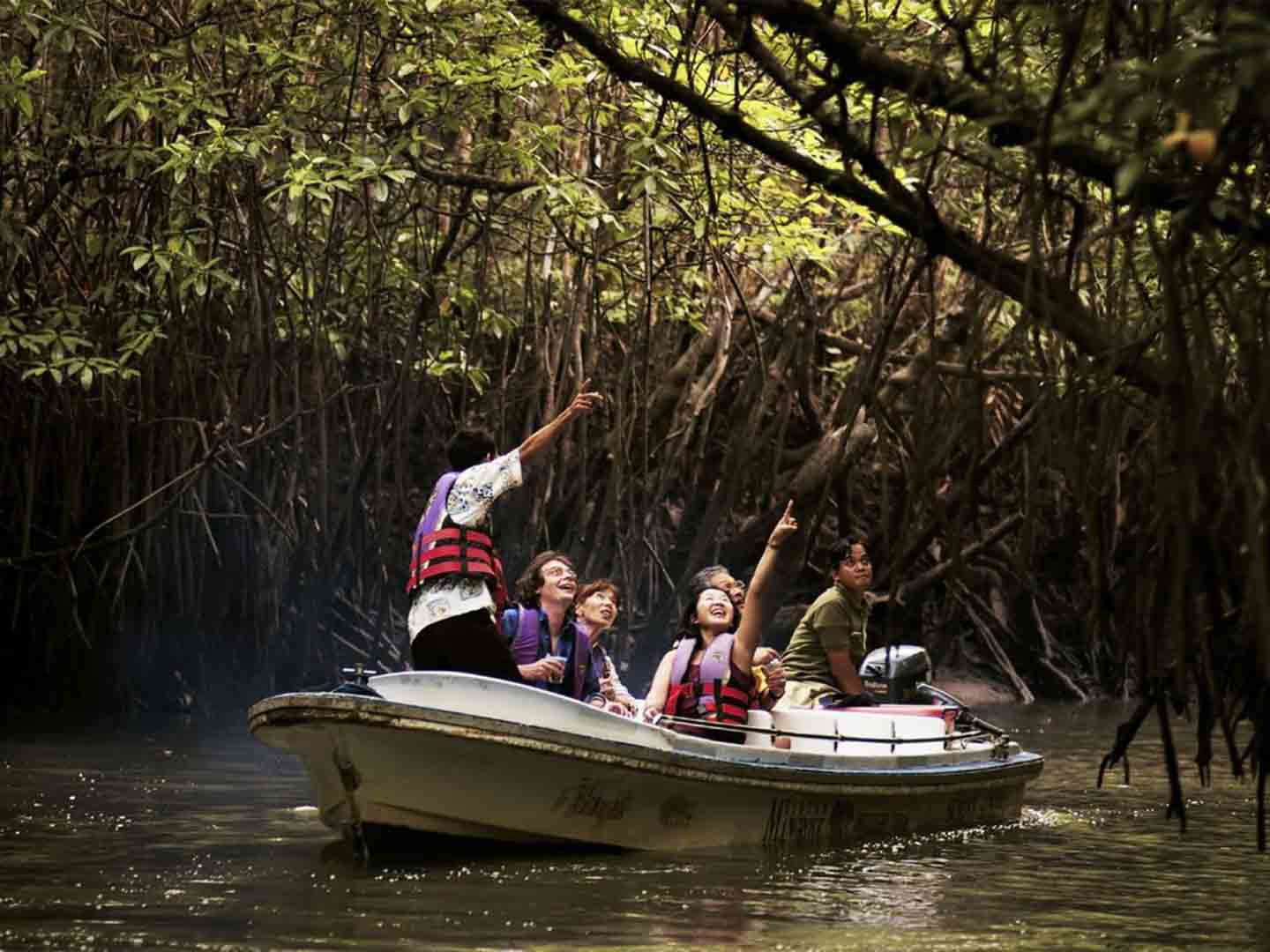 Bintan Mangrove, Petualangan Alam yang Menakjubkan