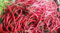 Stok Beras Aman, Harga Cabai Naik di Tanjungpinang Stok Beras Aman, Harga Cabai Naik di Tanjungpinang