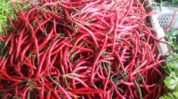 harga-cabai-merah Harga cabai merah di Pasar Barek Motor Kijang, Kecamatan Bintan Timur, Kabupaten Bintan mengalami kenaikan signifikan di hari ketiga Ramadan.