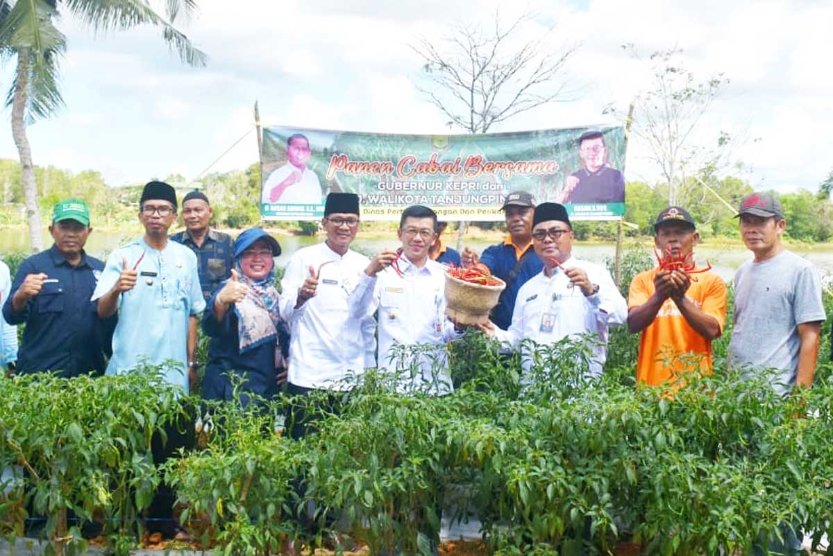 Kelompok Tani Serumpun Mandiri Sulap Lahan Eks Tambang Bouksit jadi Kebun Cabai