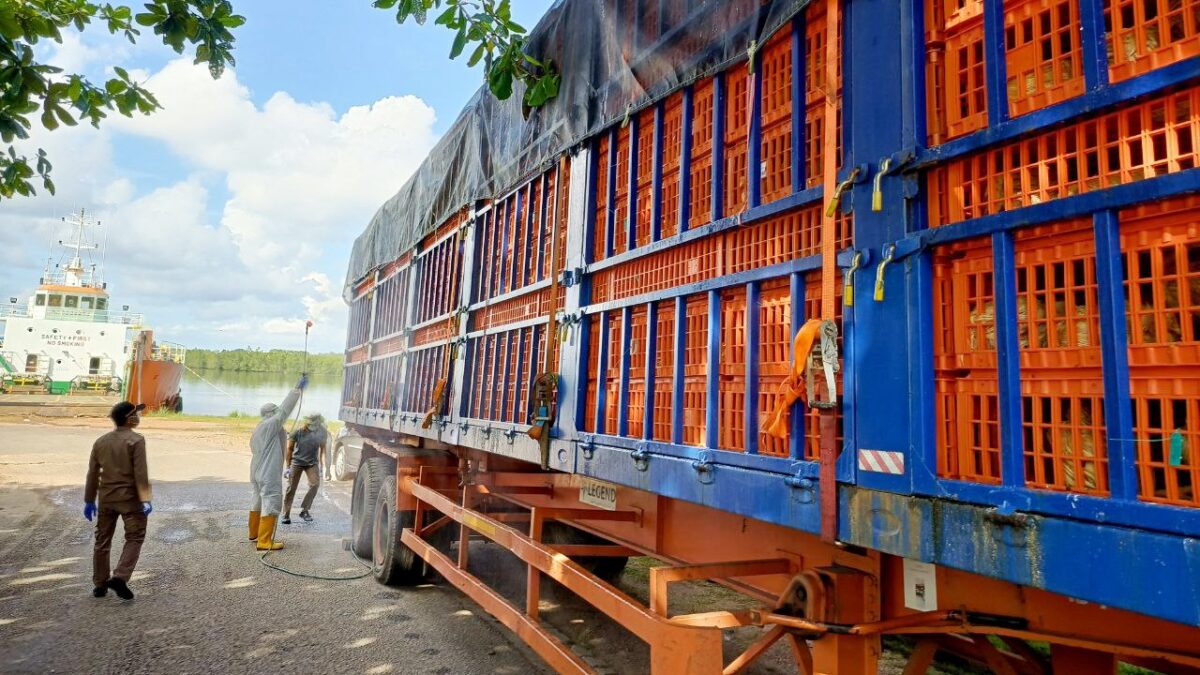 20 Ribu Ekor Ayam Hidup dari Bintan Diekspor ke Singapura