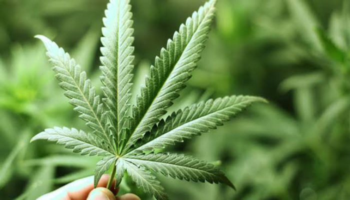 Tanam Ganja Dalam Pot, Oknum Honorer di Tanjungpinang Diciduk Polisi