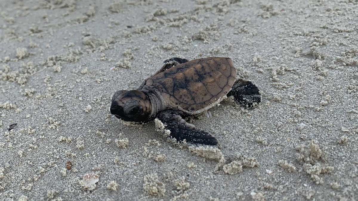 Ratusan Tukik Dilepasliarkan di Pantai Pulau Bintan