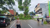 Dahan Pohon Patah ke Tengah Jalan Hingga Timpa Pemotor Dahan Pohon Patah ke Tengah Jalan Hingga Timpa Pemotor