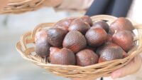 Salak Sari Intan, Komoditas Unggulan Bintan yang Siap Menembus Pasar Internasional Salak Sari Intan, Komoditas Unggulan Bintan yang Siap Menembus Pasar Internasional