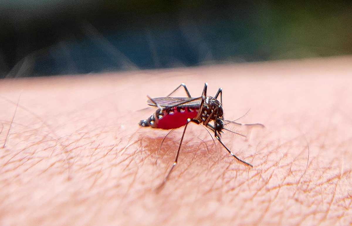 Kasus Demam Berdarah Dengue di Batam Meningkat, Ada 602 Kasus