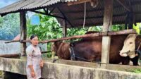 Sapi Limosin Bantuan Presiden Dipotong di Bukit Cermin Tanjungpinang Sapi Limosin Bantuan Presiden Dipotong di Bukit Cermin Tanjungpinang