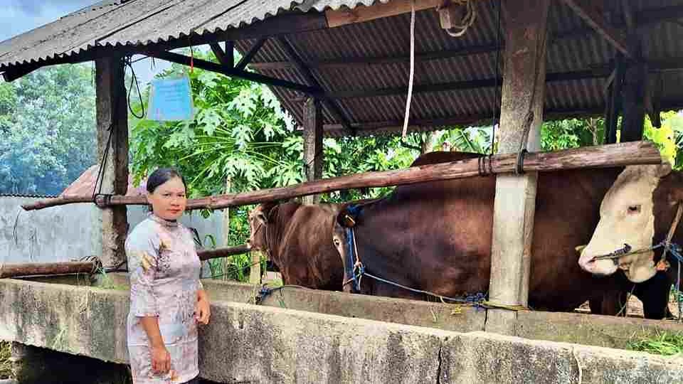 Sapi Limosin Bantuan Presiden Dipotong di Bukit Cermin Tanjungpinang