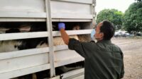 Karantina Kepri Perketat Pengawasan Hewan Kurban Jelang Iduladha, Sapi Pesanan Presiden Tiba di Tanjung Uban