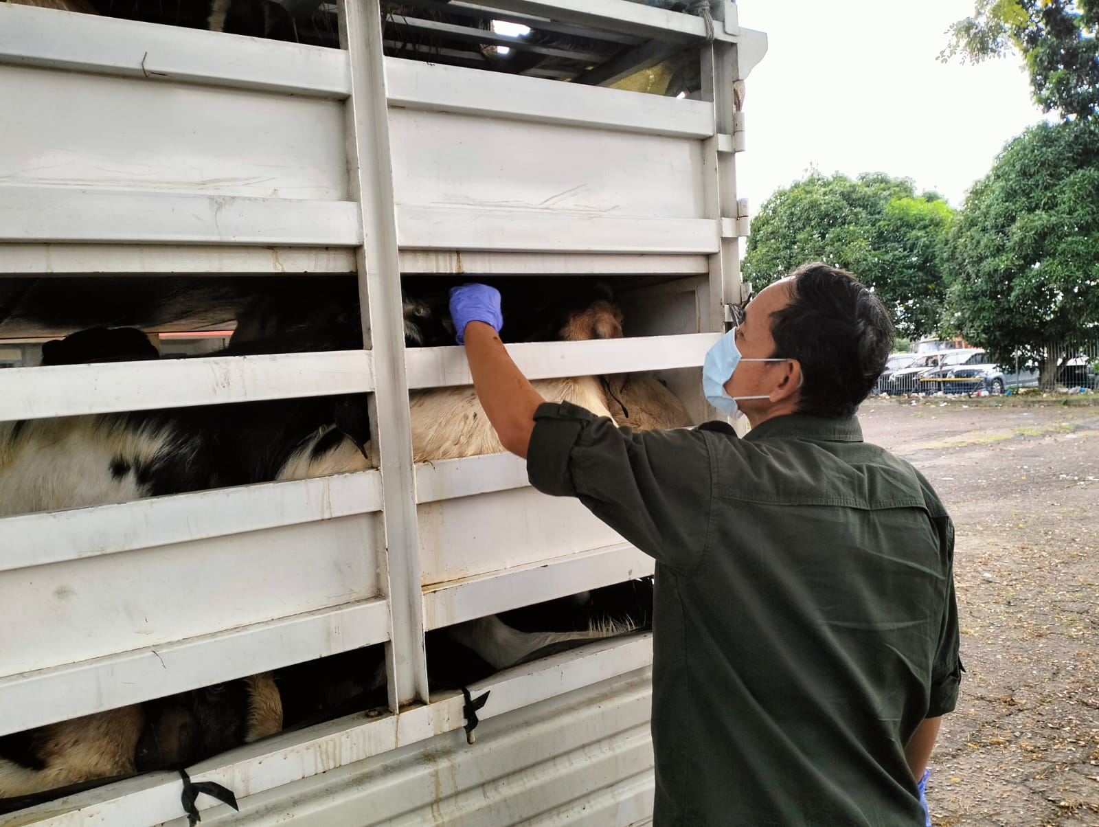 Karantina Kepri Perketat Pengawasan Hewan Kurban Jelang Iduladha, Sapi Pesanan Presiden Tiba di Tanjung Uban