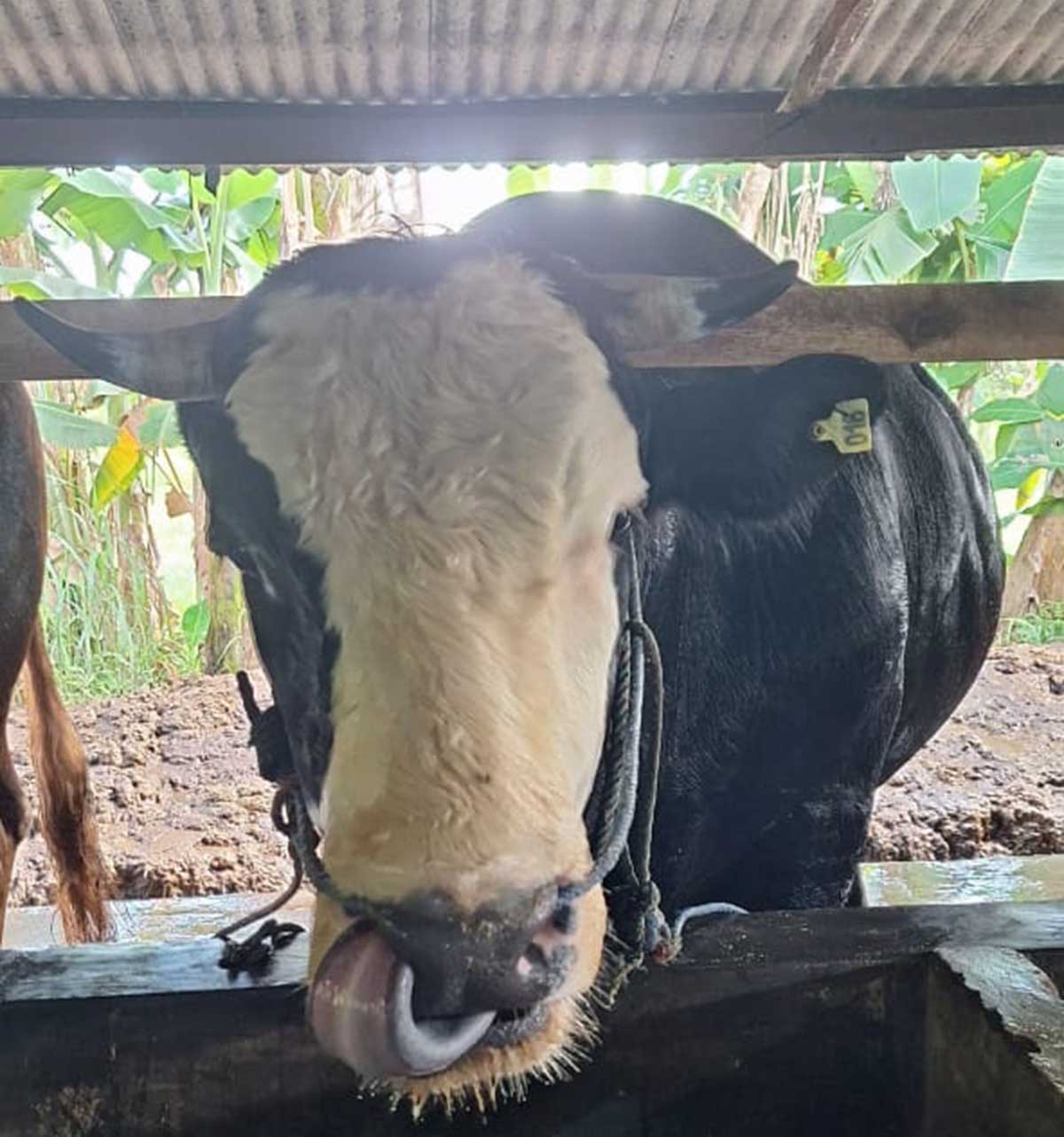 Karantina Kepri Perketat Pengawasan Hewan Kurban Jelang Iduladha, Sapi Pesanan Presiden Tiba di Tanjung Uban