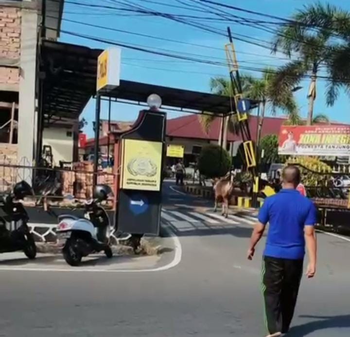 Sapi Kurban Kabur dan Masuk ke Halaman Mapolresta Tanjungpinang, Satu Orang Terluka