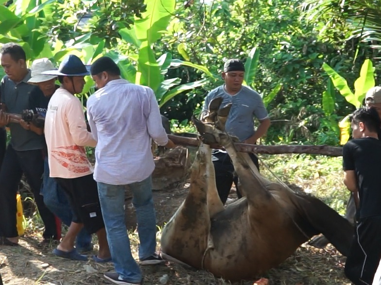 Idul Adha di Tanjungpinang, Warga Singapura Antusias Saksikan Kurban Langsung
