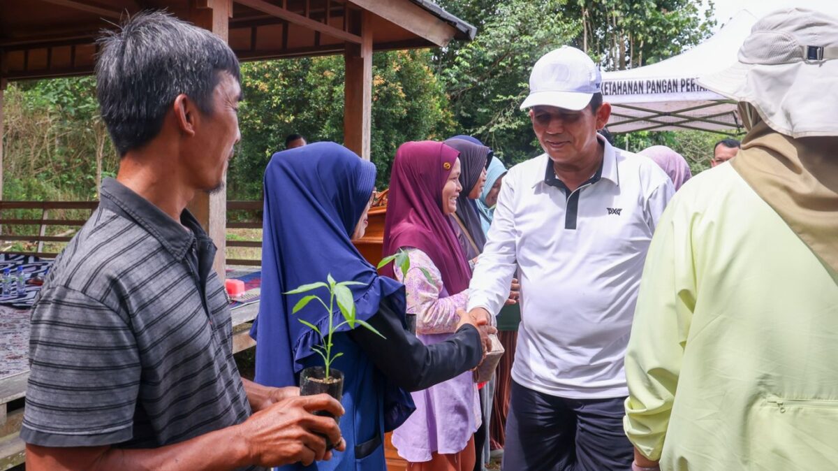 Pemprov Kepri Bagikan 45 Ribu Bibit Cabai Gratis