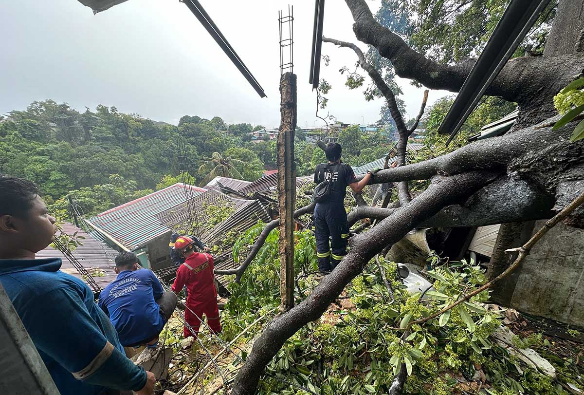 Hujan Deras Disertai Angin Kencang, Sejumlah Pohon di Batam Tumbang