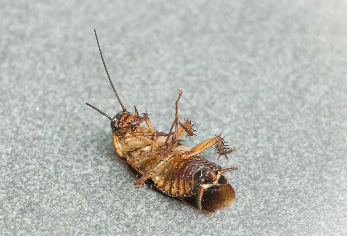 Ada Temuan Kecoa di Makanan Program MBG SMAN 14 Batam