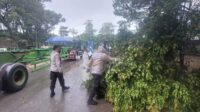 pohon-tumbang Sigap, Polsek Batu Ampar Evakuasi Pohon Tumbang, Jalan Kembali Lancar