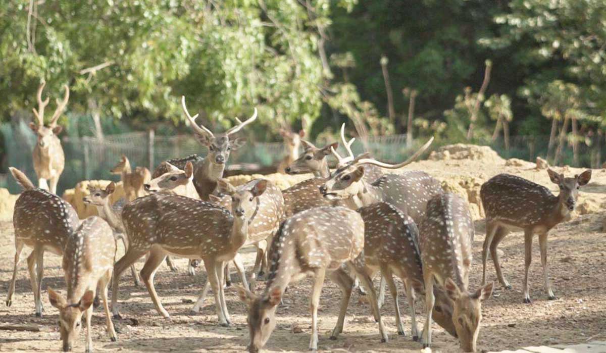 Ada Patung Rusa Raksasa, Begini Serunya Jalan-jalan ke Taman Rusa Batam