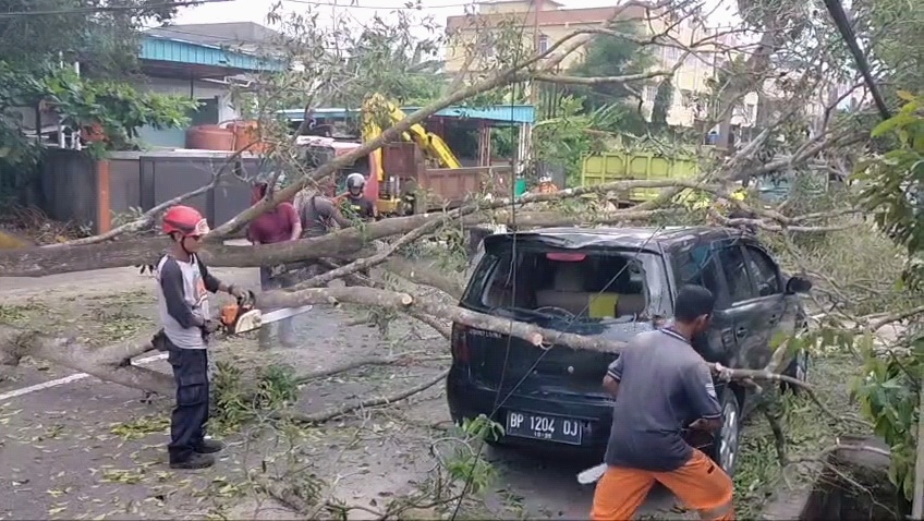 pohon tumbang tanjungpinang