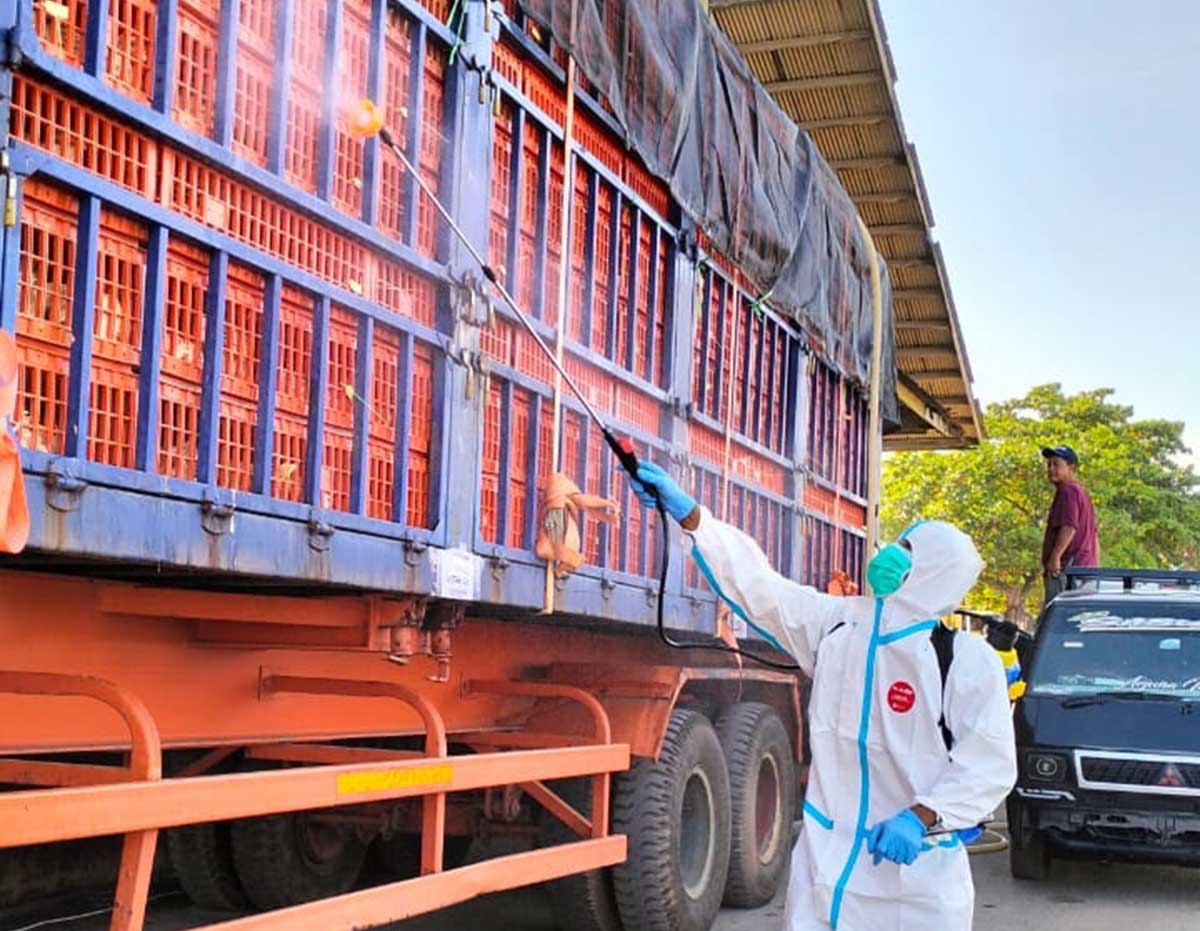 Ayam Hidup Asal Bintan Tembus Pasar Singapura, Permintaan Terus Naik
