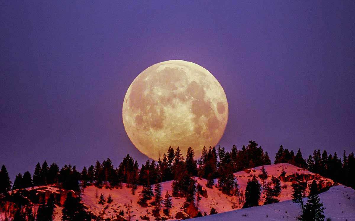 Bukan Sekadar Indah, Cahaya Supermoon Bisa Ubah Perilaku Hewan di Laut dan Darat