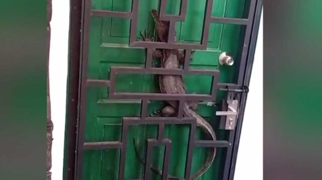 Biawak 1,5 Meter Terjepit di Kantor Disbudpar Tanjungpinang