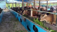 sapi kurban menipis
