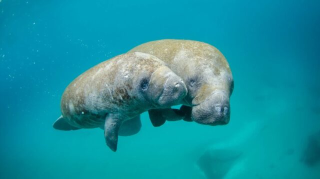 UMRAH Gunakan Drone dan Aplikasi untuk Lacak Dugong di Perairan Bintan