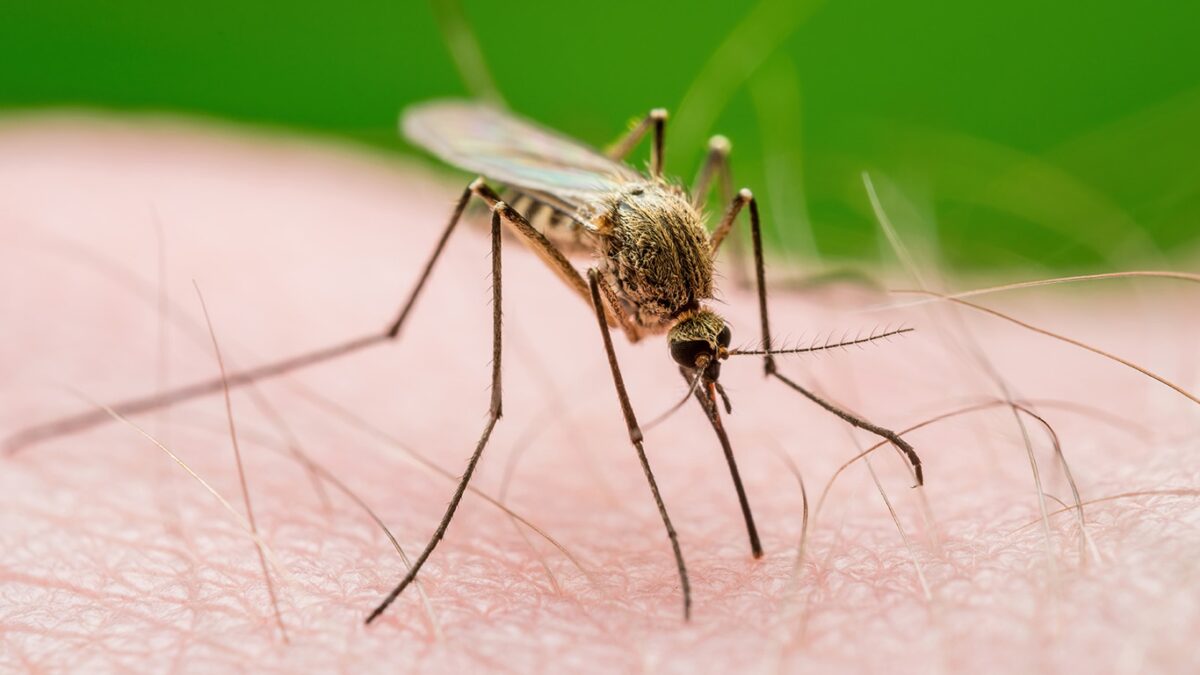 kasus malaria