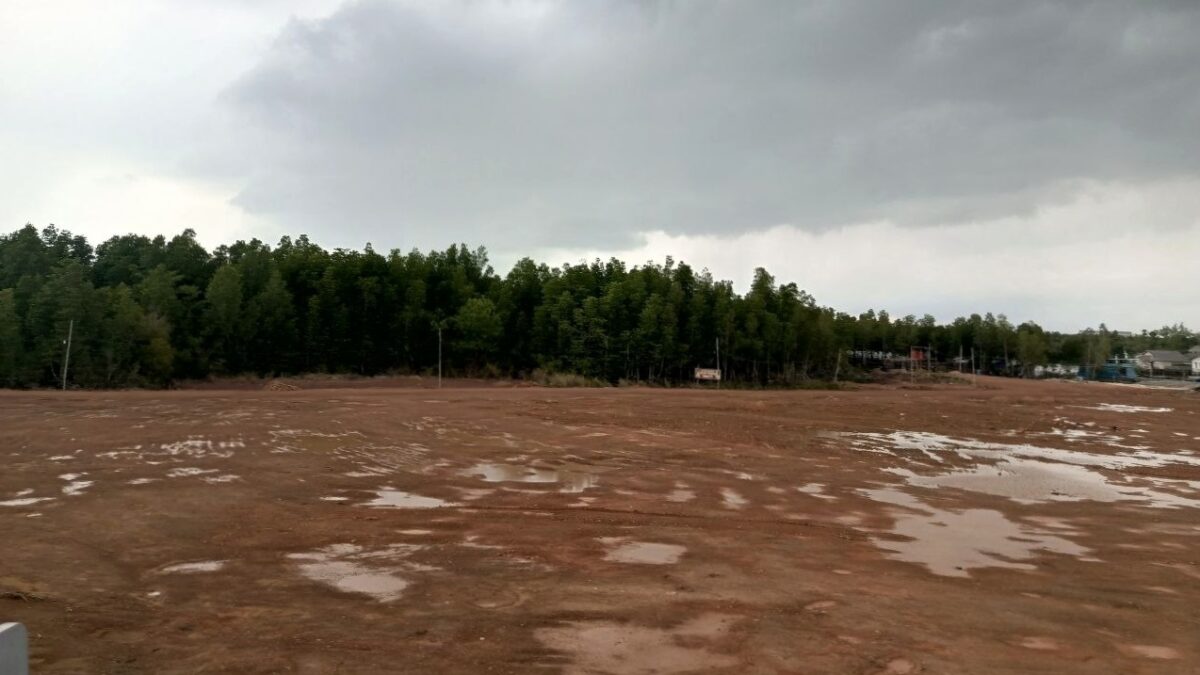 pembabatan mangrove