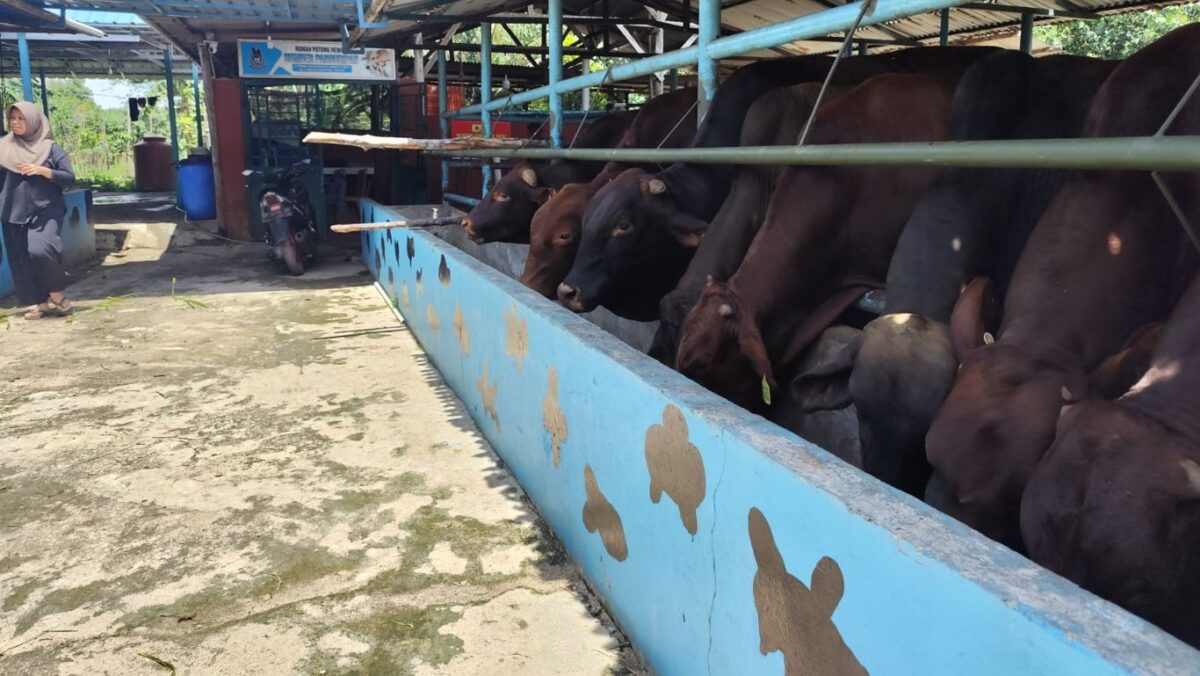 Sapi bantuan presiden