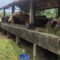 sapi kurban iduladha
