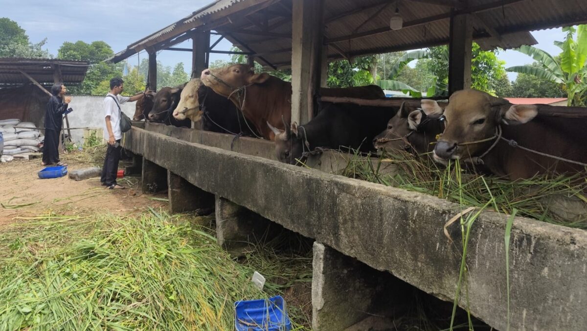 sapi kurban iduladha