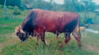 Sapi Kurban dari Prabowo untuk Natuna, Bobot Hampir 1 Ton, Disiapkan untuk Idul Adha 1447 H