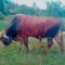 Sapi Kurban dari Prabowo untuk Natuna, Bobot Hampir 1 Ton, Disiapkan untuk Idul Adha 1447 H
