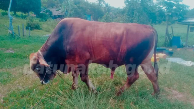 Sapi Kurban dari Prabowo untuk Natuna, Bobot Hampir 1 Ton, Disiapkan untuk Idul Adha 1447 H