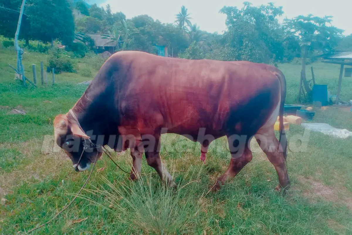 Sapi Kurban dari Prabowo untuk Natuna, Bobot Hampir 1 Ton, Disiapkan untuk Idul Adha 1447 H